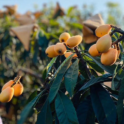 【自营】四川米易枇杷3斤/4.5斤斤 顺丰包邮 商品图5