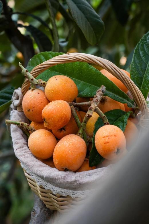 【顺丰包邮】金沙江畔生态大五星枇杷 源自“中国枇杷第一镇”从外形到品质都是顶顶好个大核小肉厚 枇杷香味浓郁 顺丰基地直邮 商品图6