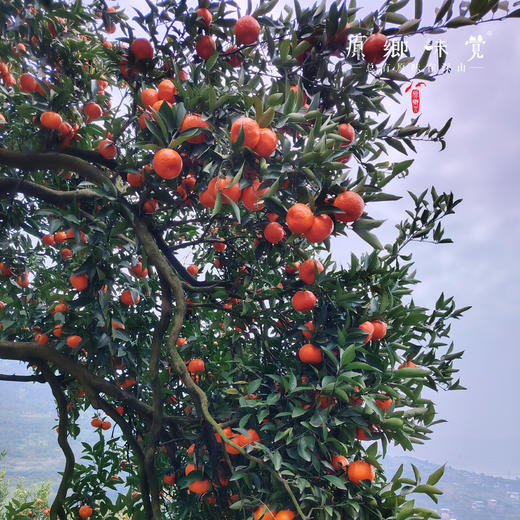 生态大红袍老树川陈皮（新皮）（成都仓库-顺丰快递）| 规格100g/罐，产自重庆万州【合作生产，公平贸易】 商品图7