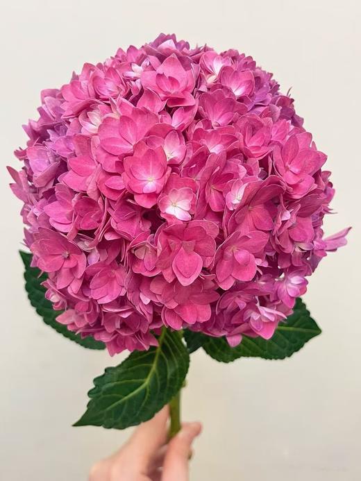 玫红色绣球1枝 商品图0