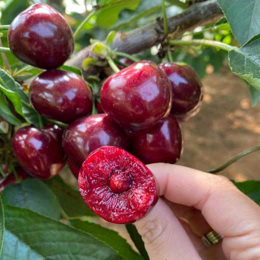 大连美早樱桃【顺丰空运】 商品图1