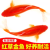 淘牧金鱼5条5-7cm 金鱼观赏鱼鱼缸耐活鱼不打氧易存活小鱼苗淡水鱼冷水鱼兰寿金鱼 商品缩略图2