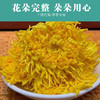 菊花茶金丝皇菊黄菊一朵一杯大朵菊花茶叶大搭枸杞胎菊金银花贡菊 商品缩略图2