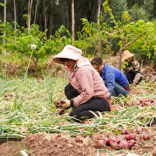 生态水果紫洋葱丨生态标准种植，原生态，清脆爽口⭐️顺丰快递 商品图7