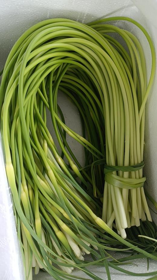 合作｜酵素蒜薹 500g 商品图2