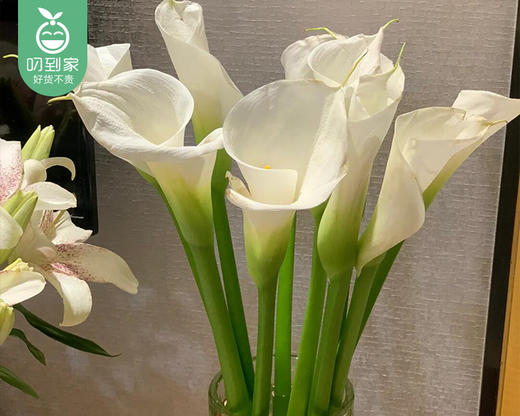 白色马蹄莲（长约60cm*10支/扎） 商品图1