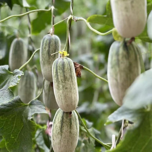 【自营】山东博洋72号蜜瓜3斤/4.5斤 顺丰包邮 商品图3