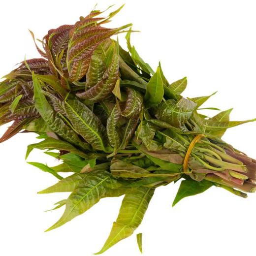 [最农公社]顺丰到家|沂蒙山露天红油香椿1斤2斤3斤4.5斤 商品图3