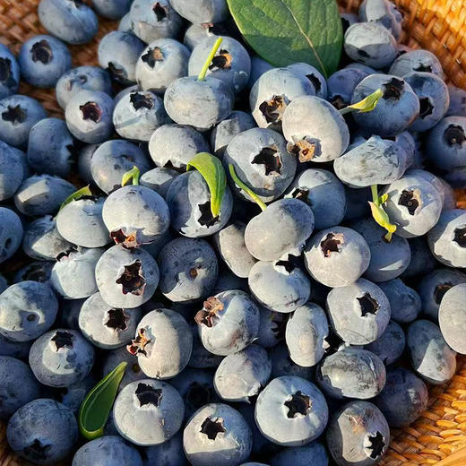 【自营】山东蓝莓125g/盒 京东/顺丰包邮 商品图3