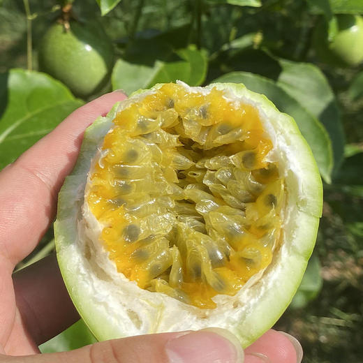 【自营】黄金百香果3斤/5斤  多规格可选 商品图2