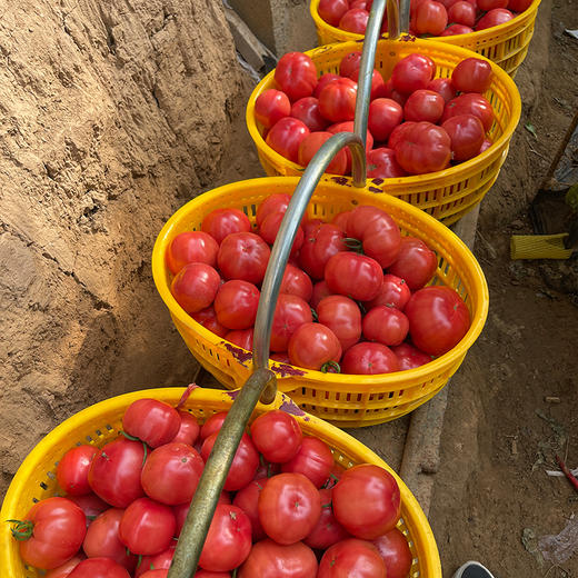 【自营】陕西普罗旺斯西红柿2斤/4-4.5斤 多规格可选 商品图3