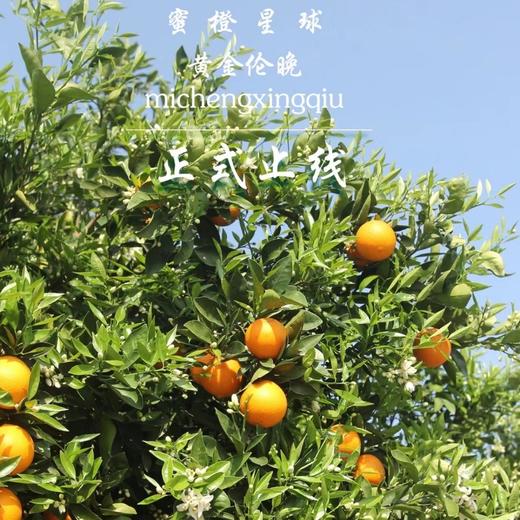 贝壳-蜜橙星球🍊黄金伦晚  晚熟精品，自然挂树成熟，汁水饱满，香甜化渣 商品图2