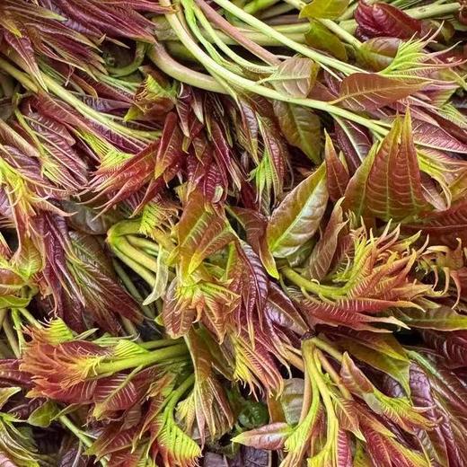 [最农公社]顺丰到家|沂蒙山露天红油香椿1斤2斤3斤4.5斤 商品图6