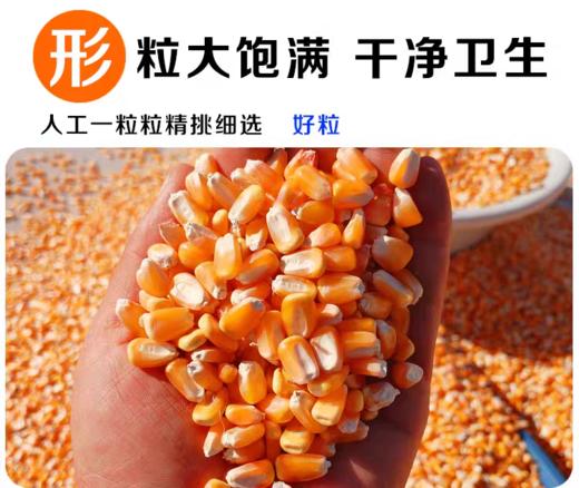 淘牧玉米大粒干玉米酿酒喂鸽子粮杂粮新鲜100斤 商品图5