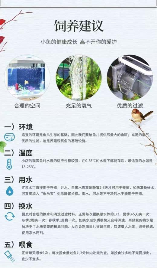 淘牧金鱼5条5-7cm 金鱼观赏鱼鱼缸耐活鱼不打氧易存活小鱼苗淡水鱼冷水鱼兰寿金鱼 商品图4