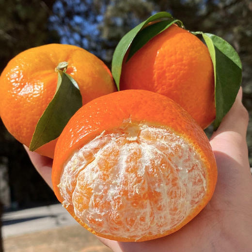 【自营】云南雪山小甜甜无核蜜沃5斤/9斤 规格可选  顺丰包邮 商品图2