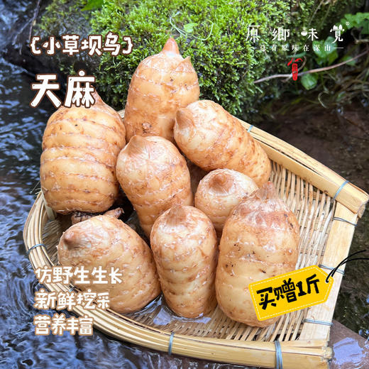 小草坝乌天麻（基地直发-京东包邮） | 3斤—5斤，来自云南昭通，生产者：杨德强【合作生产，公平贸易】 商品图0