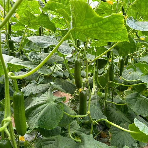 【自营】山东水果小黄瓜3斤/4.5斤 多规格可选 商品图3