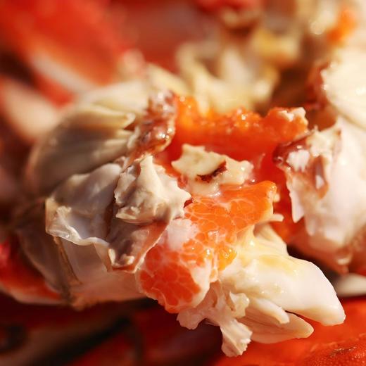 【保鲜不保活】舟山野生红膏梭子蟹丨时令尝鲜，蟹肉的鲜甜、红膏的膏香在齿间萦绕，甘甜鲜美，货架期只有短短20天，错过这个季节就要等上一年⭐顺丰快递 商品图5