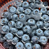 【自营】山东蓝莓125g/盒 京东/顺丰包邮 商品缩略图2