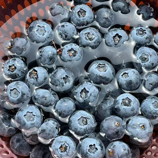 【自营】山东蓝莓125g/盒 京东/顺丰包邮 商品图2