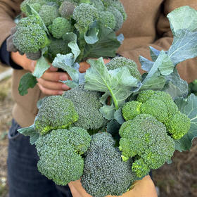 【自营】福建甜杆西兰苔2斤/3斤 顺丰/京东包邮