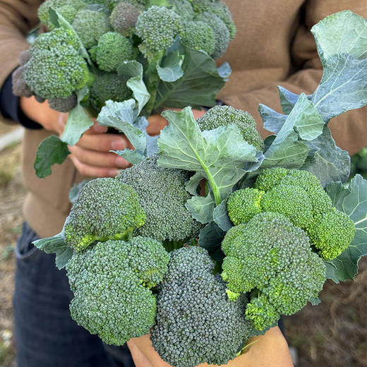 【自营】福建甜杆西兰苔2斤/3斤 顺丰/京东包邮 商品图0