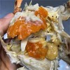 【保鲜不保活】舟山野生红膏梭子蟹丨时令尝鲜，蟹肉的鲜甜、红膏的膏香在齿间萦绕，甘甜鲜美，货架期只有短短20天，错过这个季节就要等上一年⭐顺丰快递 商品缩略图2