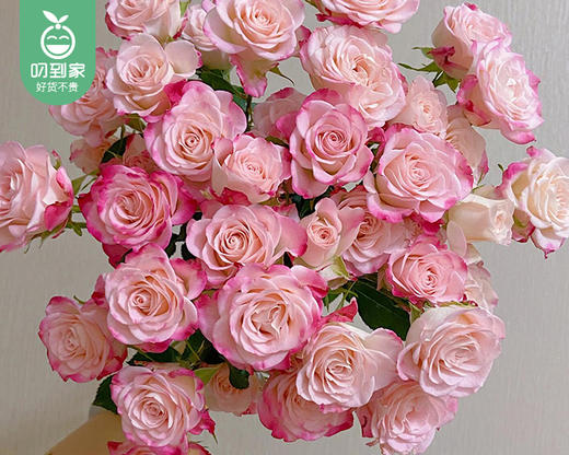 【预售-4月8日配送】「折射甜心」多头玫瑰花束/1扎（10枝，每枝2-3个花头） 商品图3