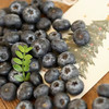 【自营】山东蓝莓125g/盒 京东/顺丰包邮 商品缩略图5