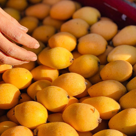 【自营】四川米易枇杷3斤/4.5斤斤 顺丰包邮 商品图4