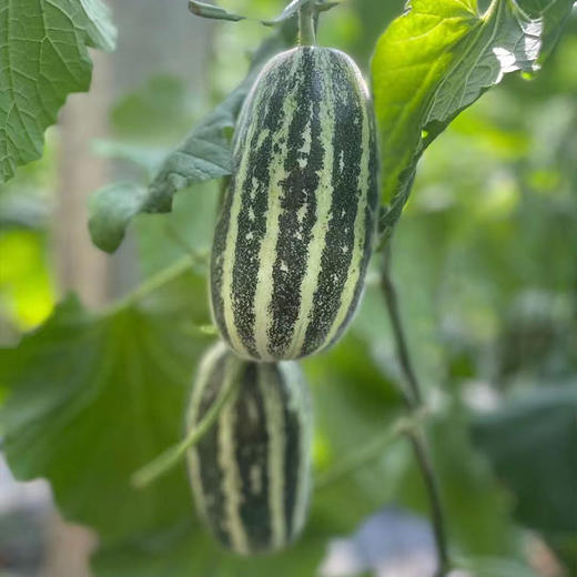 【自营】山东博洋9号蜜瓜3斤/4.5斤 顺丰包邮 商品图3