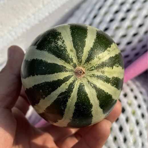 【包邮】连皮带籽一起吃~【博洋蜜瓜】(净重约3斤)~源头直采，当你见到它的时候我们已经淘汰90%的歪瓜裂枣，一颗甜蜜脆爽的甜瓜，承包这个春天的绿意香甜！脆嫩无渣又带有特有香气！ 商品图4