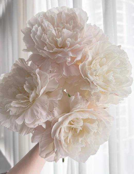 【预售！4.20起陆续发出】母爱芍药 【岁月从不败美人】 简小姐精选新品芍药-母爱 2件包邮 顺丰空运直发 商品图3