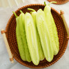 【自营】山东白玉黄瓜3斤/4斤 京东包邮 商品缩略图0