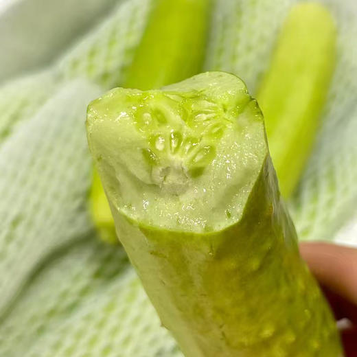 【自营】山东白玉黄瓜3斤/4斤 京东包邮 商品图2