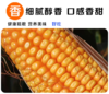 淘牧玉米大粒干玉米酿酒喂鸽子粮杂粮新鲜100斤 商品缩略图3