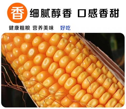 淘牧玉米大粒干玉米酿酒喂鸽子粮杂粮新鲜100斤 商品图3