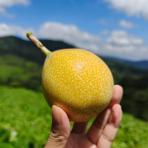 【自营】云南西双版纳热情果2斤/3斤 顺丰包邮 商品图0