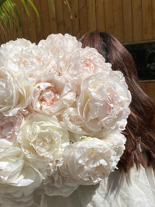 【预售！4.20起陆续发出】母爱芍药 【岁月从不败美人】 简小姐精选新品芍药-母爱 2件包邮 顺丰空运直发 商品图2