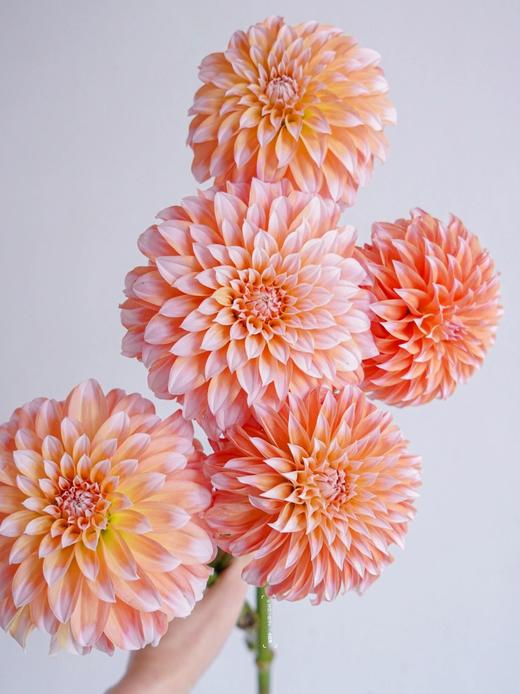 【就这几份】方德混色单头玫10支+奶油桃子大丽花5支/份    玫瑰为无土栽培品长约50cm 商品图4