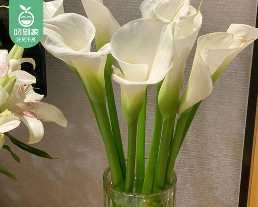 【预售-4月8日配送】白色马蹄莲/1扎（10枝） 商品图3