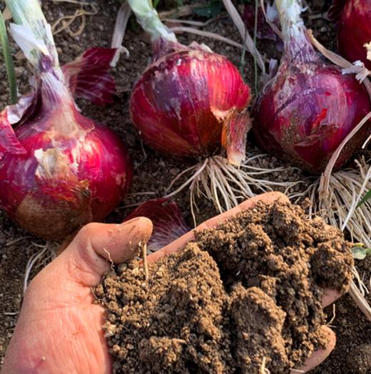 生态水果紫洋葱丨生态标准种植，原生态，清脆爽口⭐️顺丰快递 商品图2