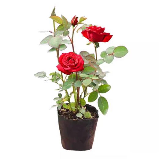 淘牧月季红丝绒5支 10-25cm月季花苗开花红玫瑰花室内阳台盆栽四季好养花卉绿植树苗 商品图8