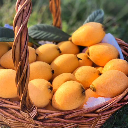 【自营】四川米易枇杷3斤/4.5斤斤 顺丰包邮 商品图3