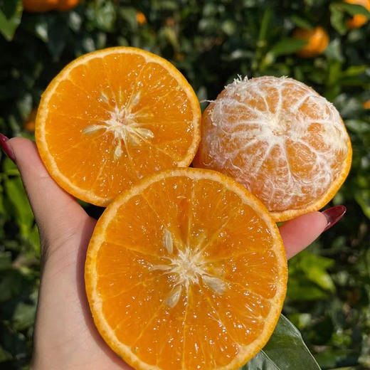 【自营】云南大理高原沃柑4.5斤/8斤 多规格可选 商品图0