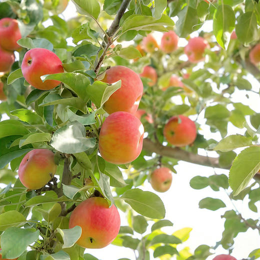 【自营】新疆樱桃苹果4斤 顺丰包邮 商品图3