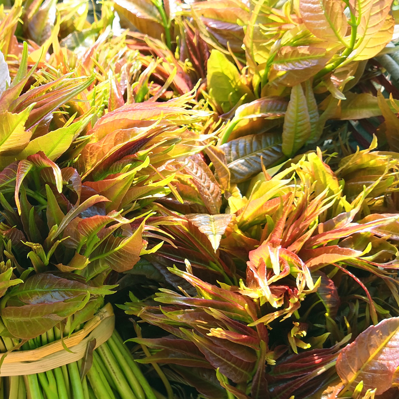 [最农公社]顺丰到家|沂蒙山露天红油香椿1斤2斤3斤4.5斤