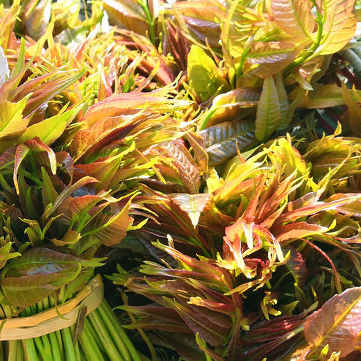 [最农公社]顺丰到家|沂蒙山露天红油香椿1斤2斤3斤4.5斤 商品图0