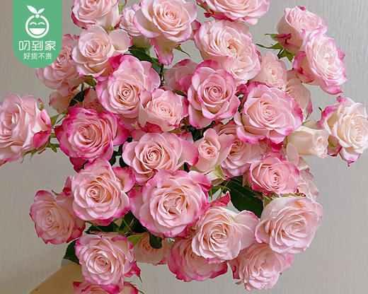 「折射甜心」多头玫瑰花束（每枝3个花头以上*10枝/束） 商品图3